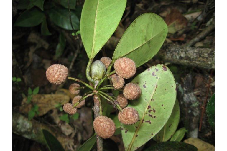 Breonia chinensis -4233