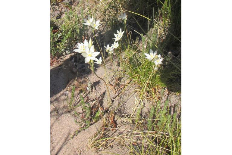 Ornithogalum hispidum ssp bergii 4239