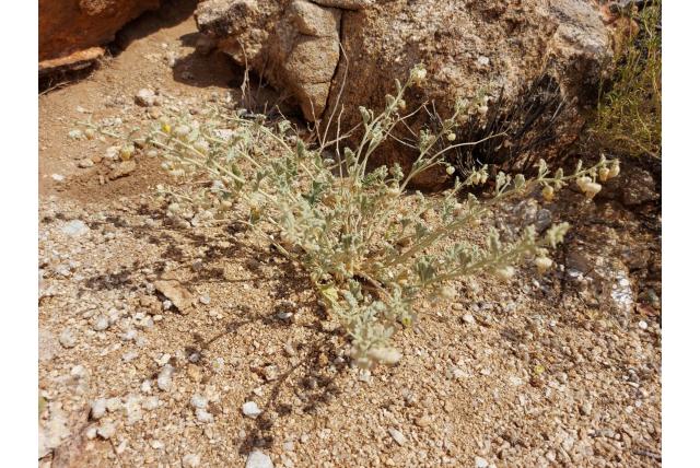 Harige hermannia