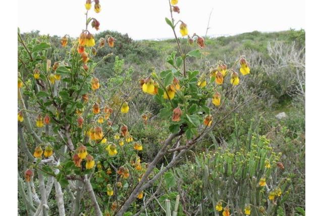 Ruwe hermannia