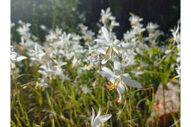 Bachmann's hesperantha Bachmann's hesperantha