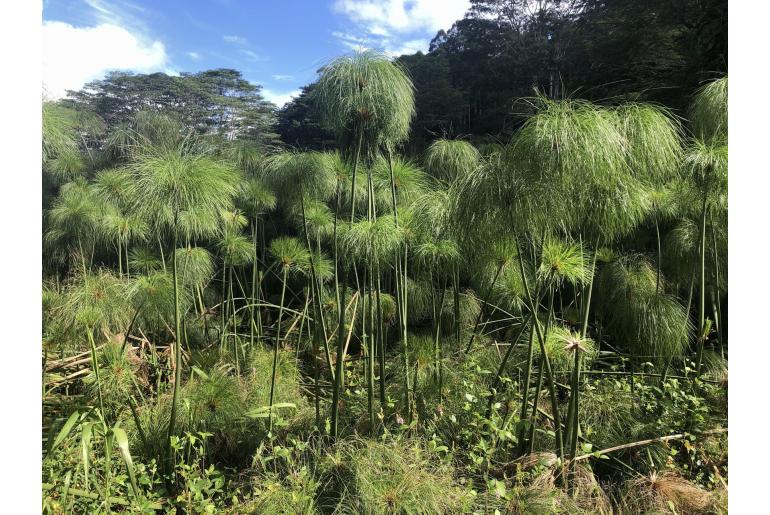 Cyperus papyrus 4279