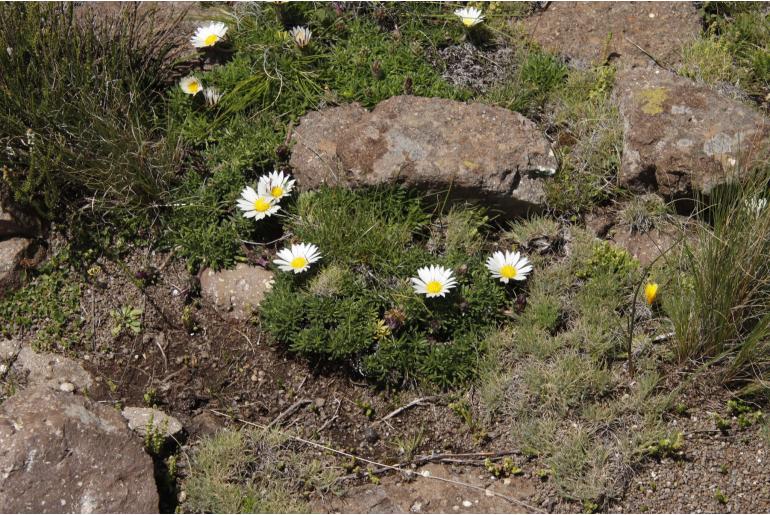 Roessleria armerioides&nbsp;4284
