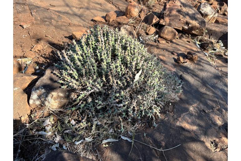 Euphorbia clivicola&nbsp;4285