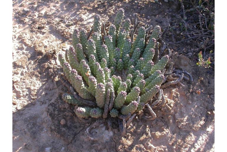 Euphorbia fortuita&nbsp;4287