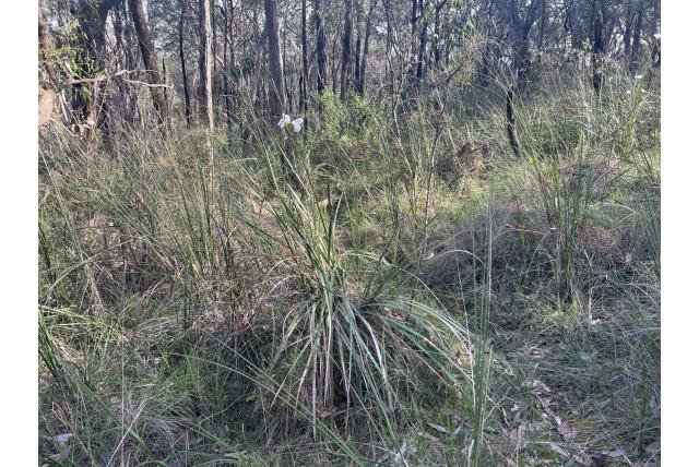 Witte Tasmaanse iris
