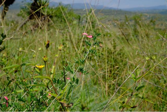 Tristis-achtige indigostruik
