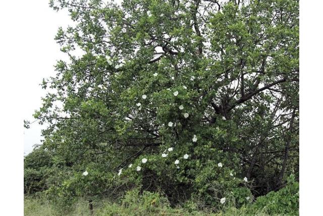 Wit geaderde ipomoea