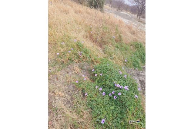 Grote ipomoea