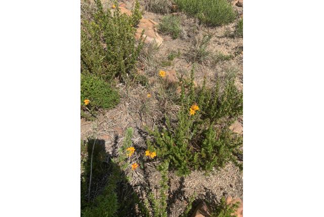 Dubieuze avondbloem Dubieuze avondbloem