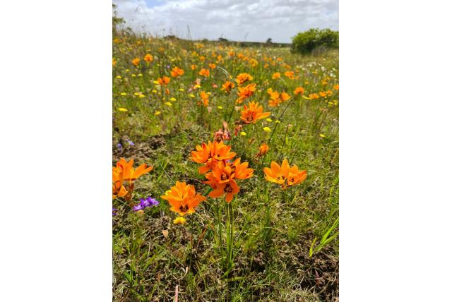 Gevlekte avondbloem