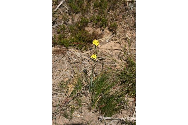 Geurende avondbloem Geurende avondbloem