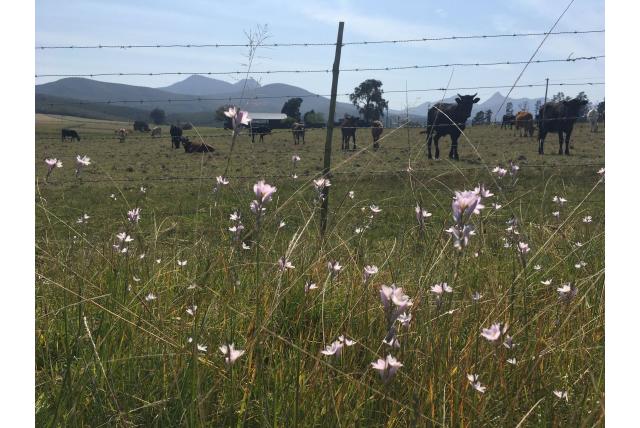 Oostelijke avondbloem Oostelijke avondbloem