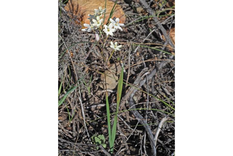 Ixia paucifolia 4328