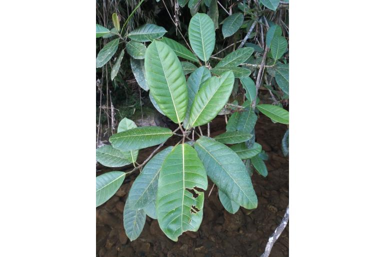 Ficus americana ssp andicola&nbsp;4329
