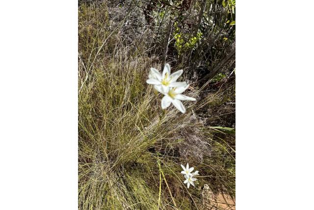 Veel spikes avondbloem Veel spikes avondbloem