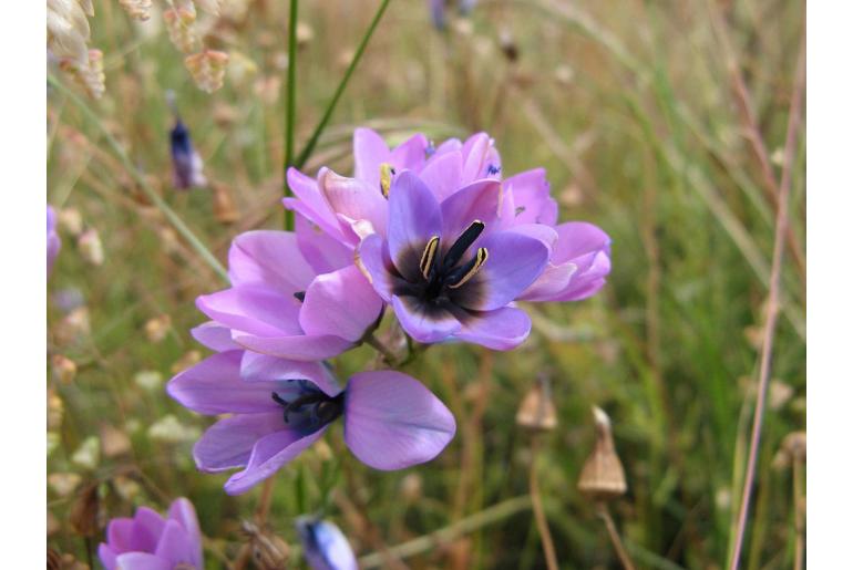 Ixia rouxii 4330
