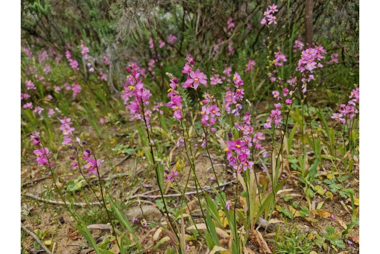 Ixia scillaris -4331