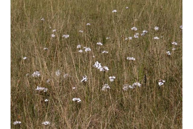 Verschillende kleuren avondbloem Verschillende kleuren avondbloem
