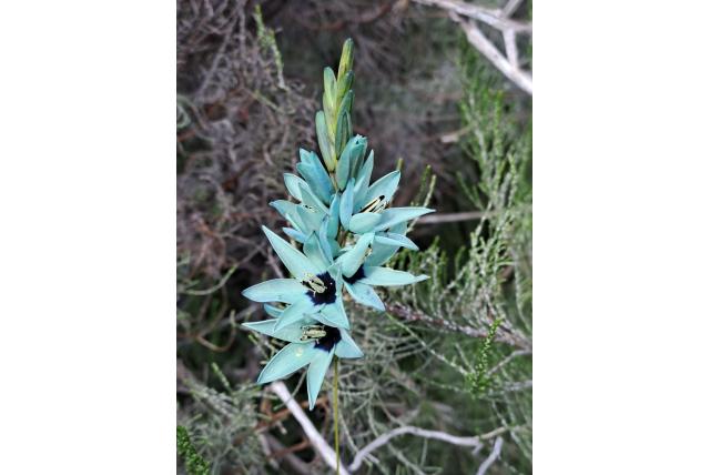 Groenbloemige avondbloem Groenbloemige avondbloem