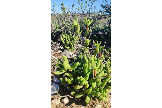 Kolbe's jacobsenia Kolbe's jacobsenia