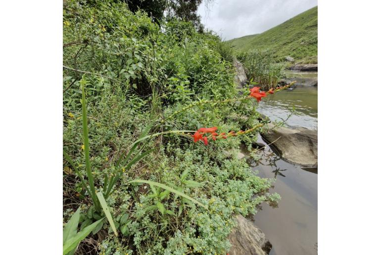 Hesperantha coccinea -4335