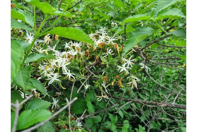 Slank gelobde jasmijn