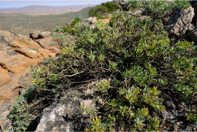 Lopholaena cneorifolia 4348