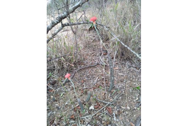 Stapeliavormige senecio