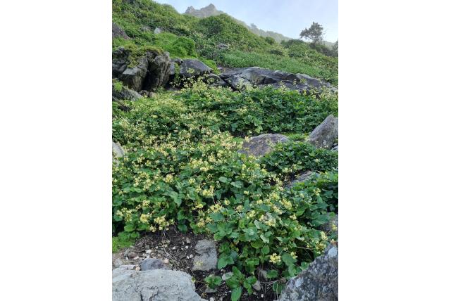 Blaar knowltonia