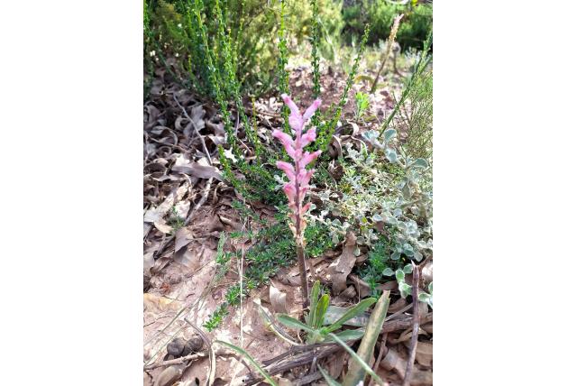 Rooskleurige lachenalia
