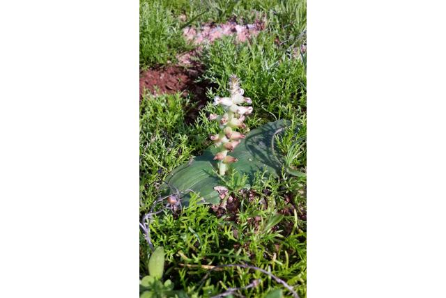 Golvend blad lachenalia Golvend blad lachenalia