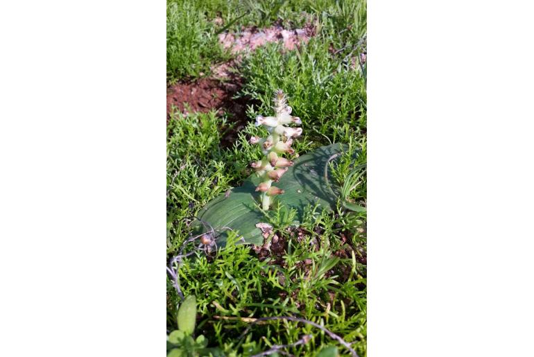 Lachenalia undulata 4362