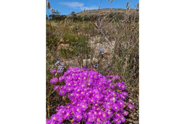 Lampranthus met ingekeepte rand Lampranthus met ingekeepte rand
