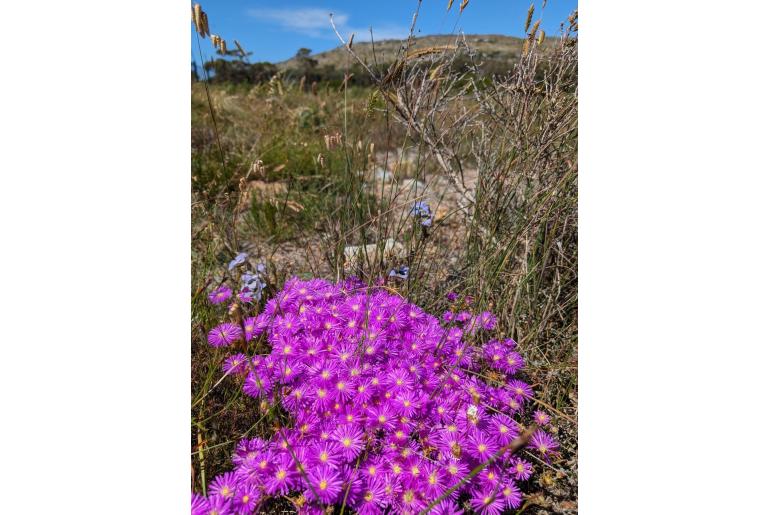 Lampranthus emarginatus 4366
