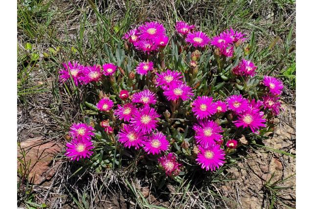Spectaculaire lampranthus