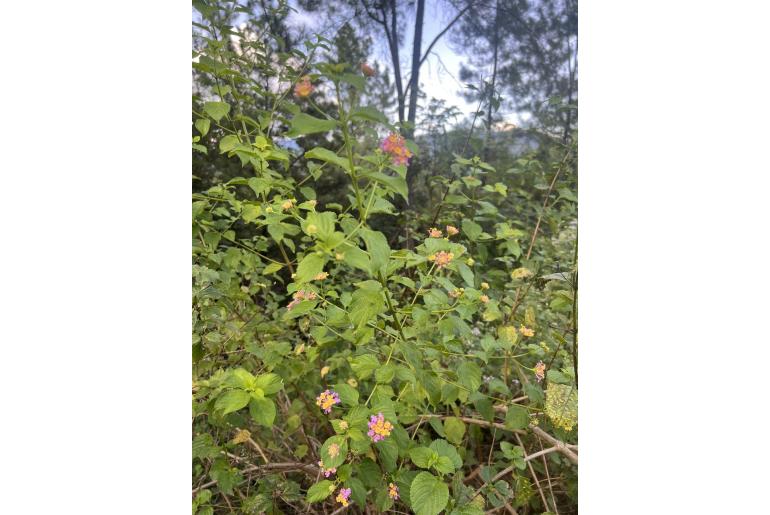 Lantana camara -4370