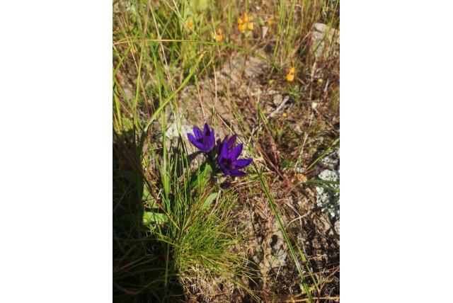 Hemelsblauwe codonorhiza