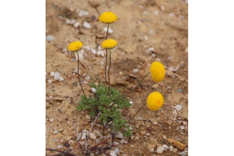 Lasiospermum pedunculare 4382