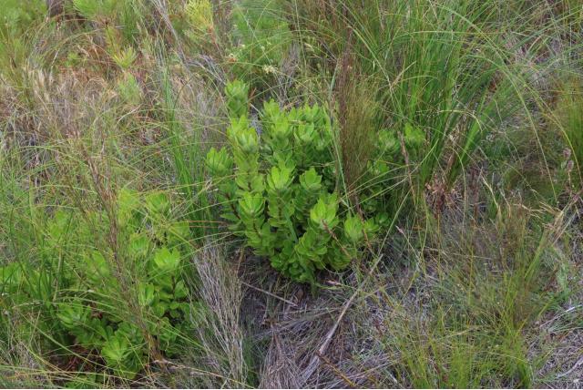 Kaapse laurophyllus