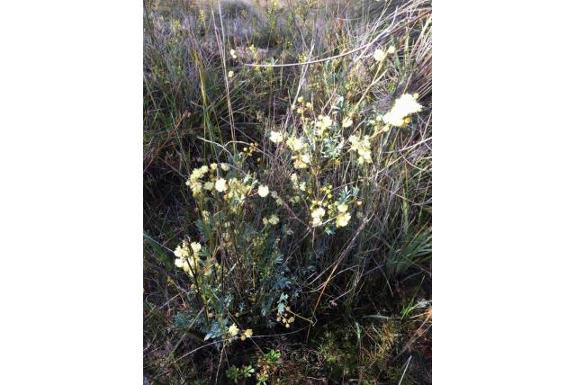 Ongebruikelijke acacia