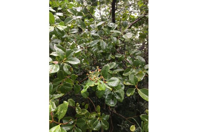 Harige caledonische santalum Harige caledonische santalum