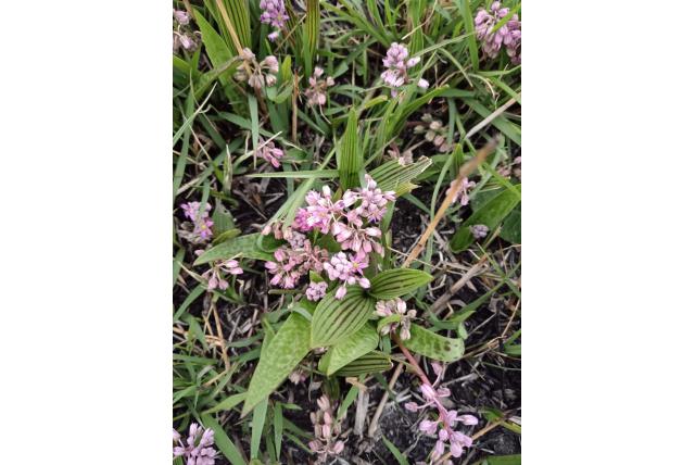 Cooper's ledebouria Cooper's ledebouria