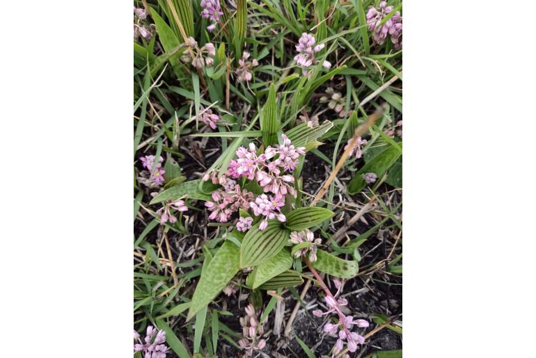 Ledebouria cooperi 4386