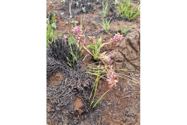 Geelachtige ledebouria Geelachtige ledebouria