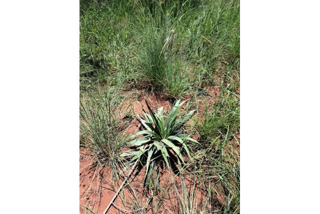 Gerande ledebouria Gerande ledebouria