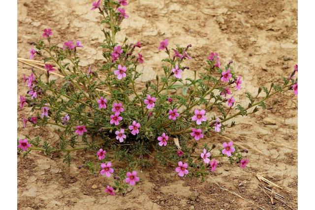 Oranjerode Jamesbrittenia