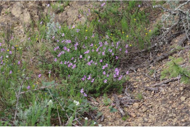 Kleinbladige jamesbrittenia