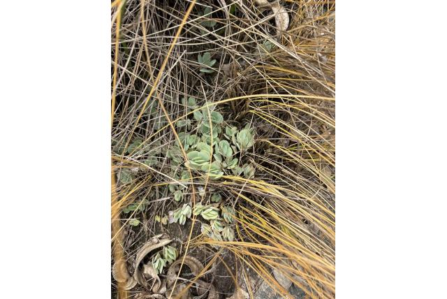 Hooglevende kalanchoe