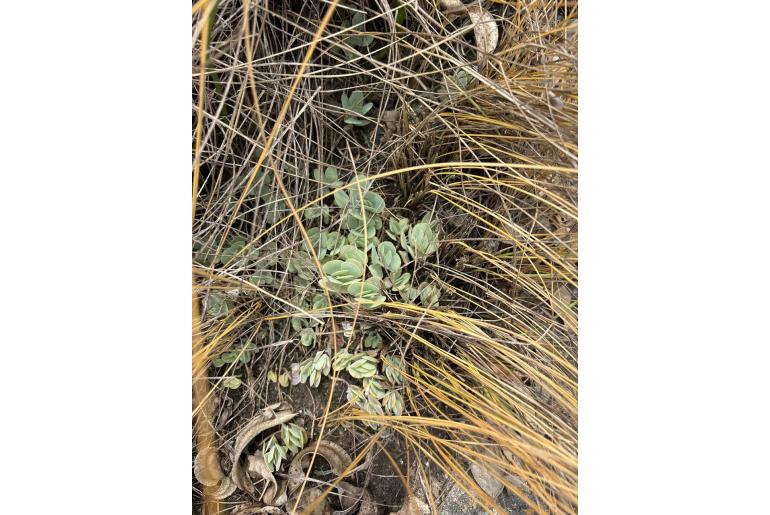 Kalanchoe alticola 4398